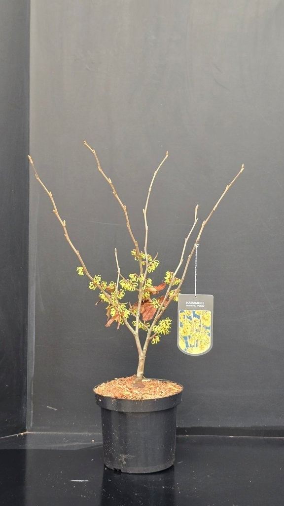 Hamamelis x intermedia 'Pallida', D 26