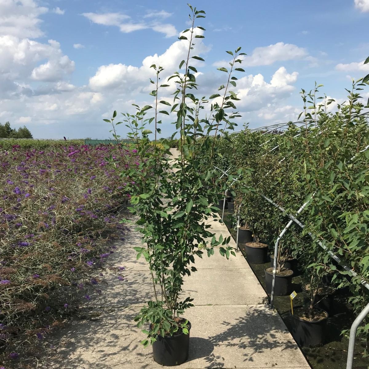 Amelanchier arborea 'Robin Hill', D 40 cm