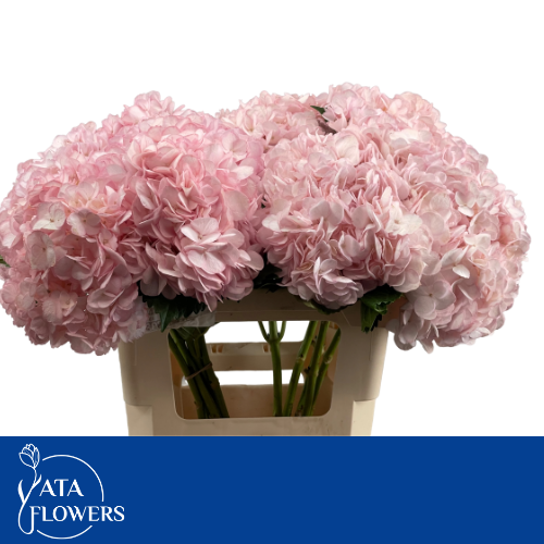 Гортензия Овериг Крашеная (краш. ) 60, шт.