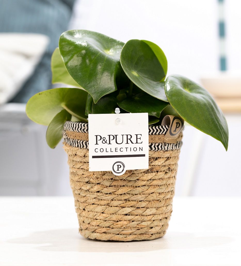 Peperomia Raindrop in P&PURE Basket 6, D 12