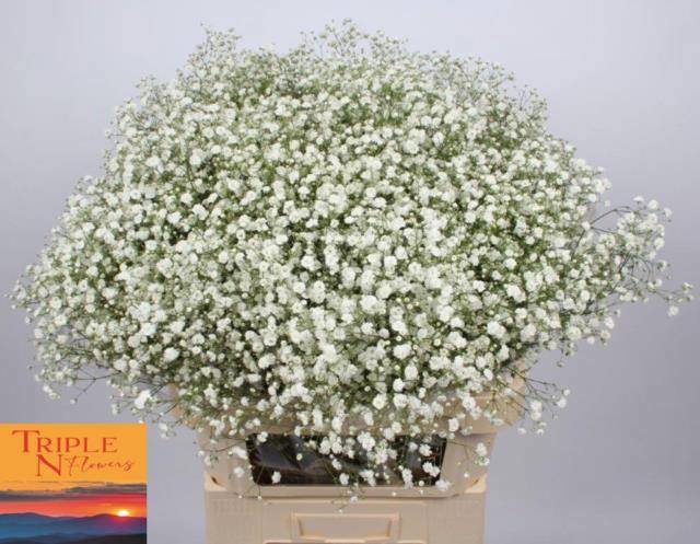 Гипсофила Экселенс 80, шт.