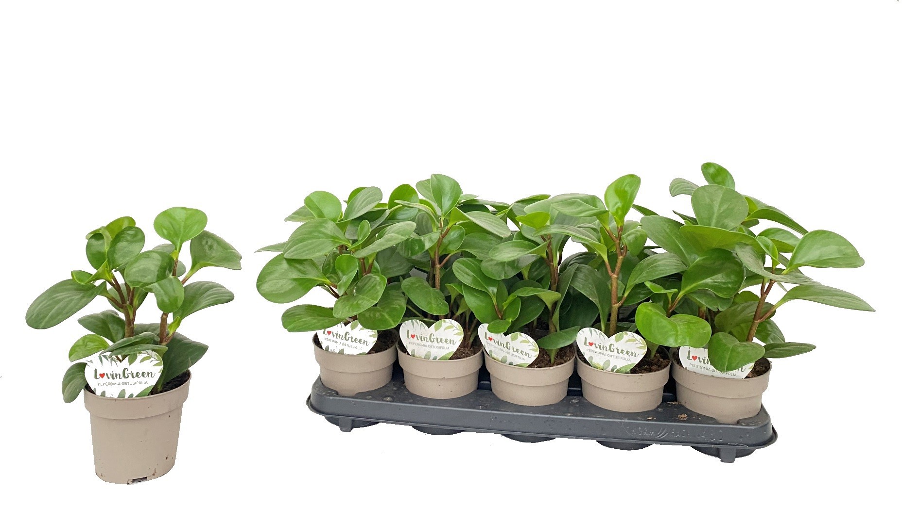 Peperomia Obtusifolia, D 12