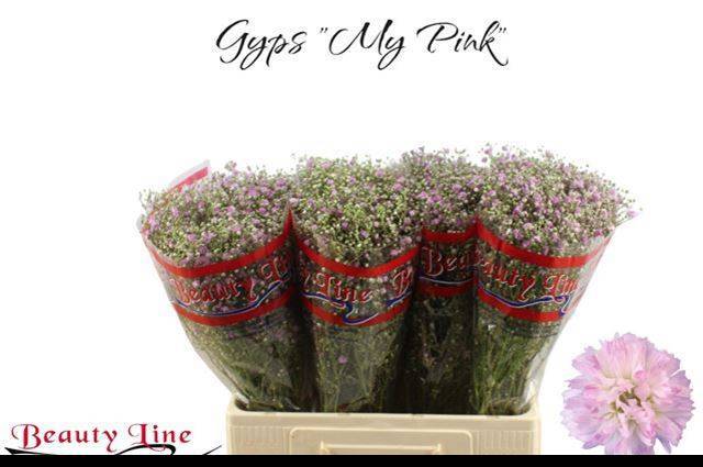 Гипсофила Май Пинк 60, шт.