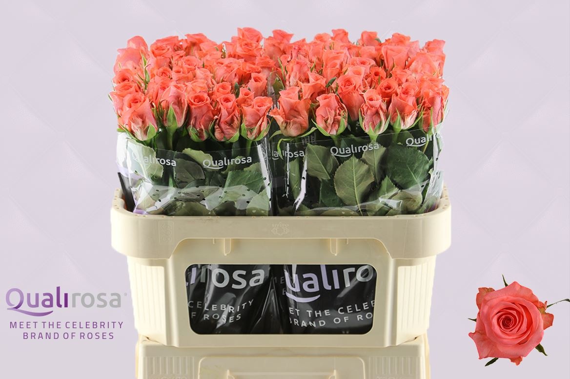 Роза од. Санкара 70, шт. Роза од. Санкара 70, шт.