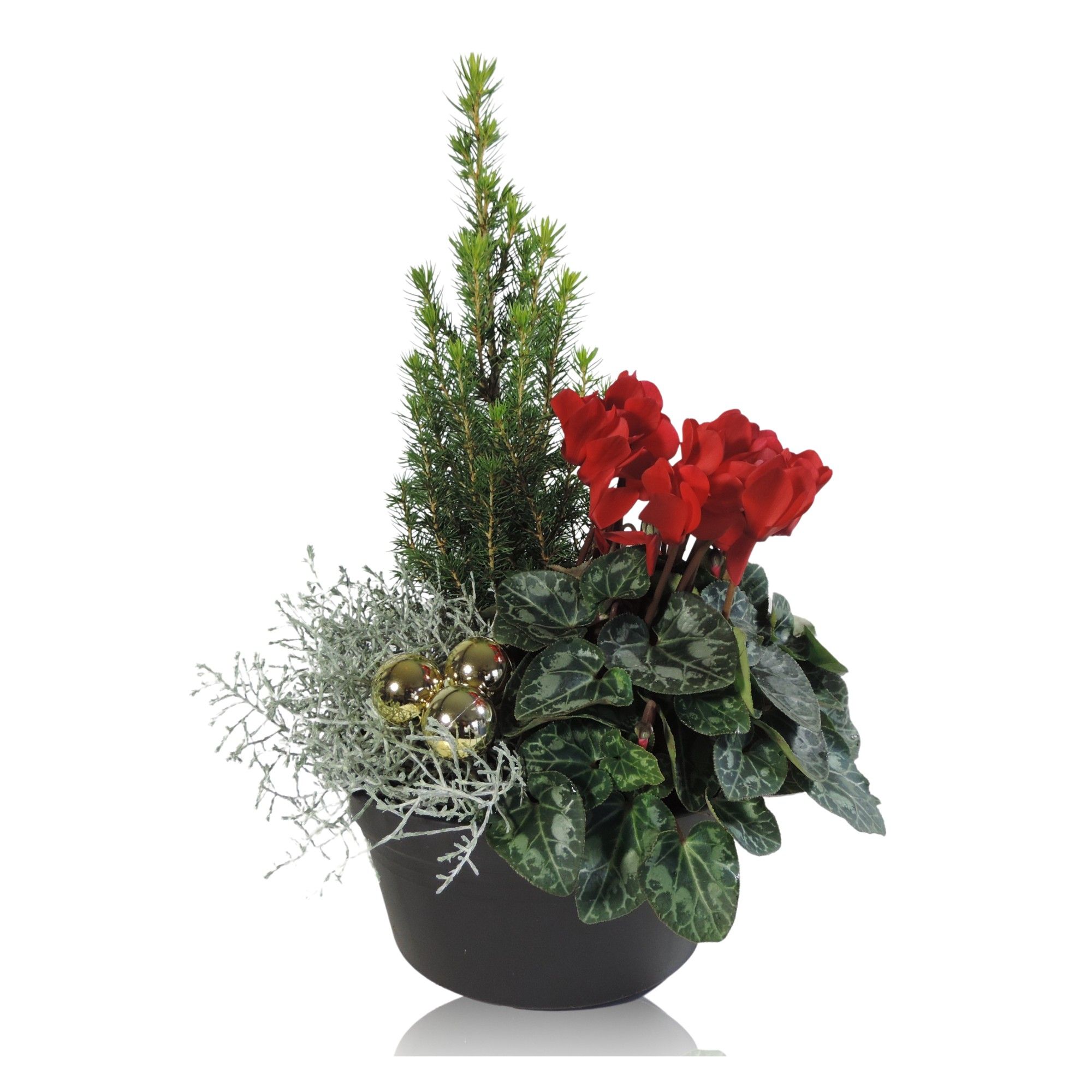 Arrangement Winter Classic in Schaal 19 cm Gemengd Kerst, D 19