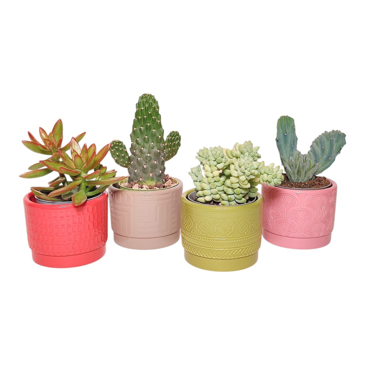 CACTUS AND SUCCULENTS MIX Ø 7 IN CERAMIC POT 'SARAH' LINE - 3D PATTERNS - TRAY 12 PCS, D 7