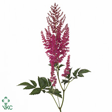 Астильба Эльза Шлюк 50, шт.