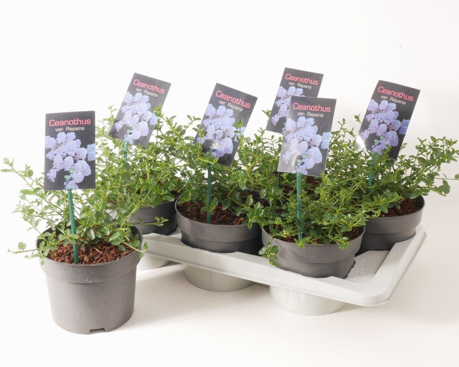 Ceanothus Thyr. Repens P17, D 17 cm