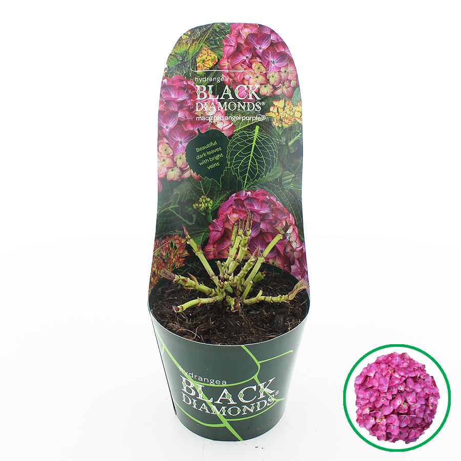 Hydrangea macr. Black Diamonds® 'Red Angel' Paars C2 (17cm.) Potcover, D 17