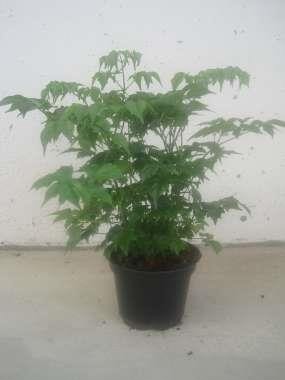 RADERMACHERA SINICA, D 12