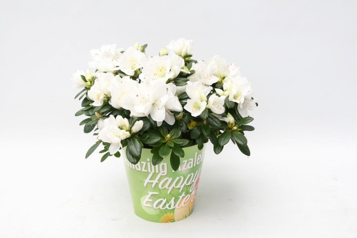 112 : Amazing Azalea Easter p12 in waterbestendige kartonnen cover Pasen, D 12