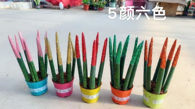 суккулент Премиум Колоред Инкенсе фор Буддха 12 27