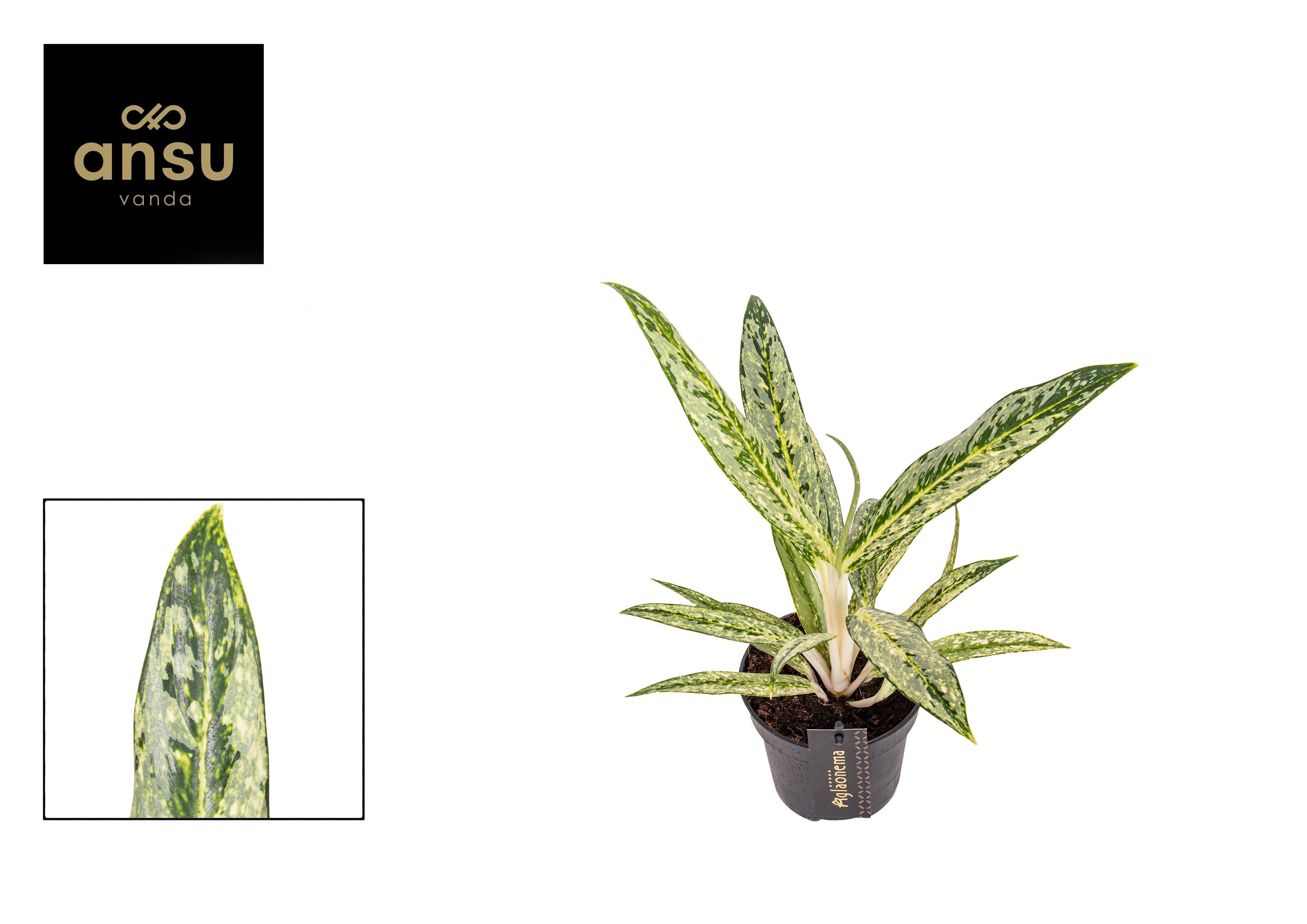 Aglaonema Matcha Lemon, D 12 cm Aglaonema Matcha Lemon, D 12 cm
