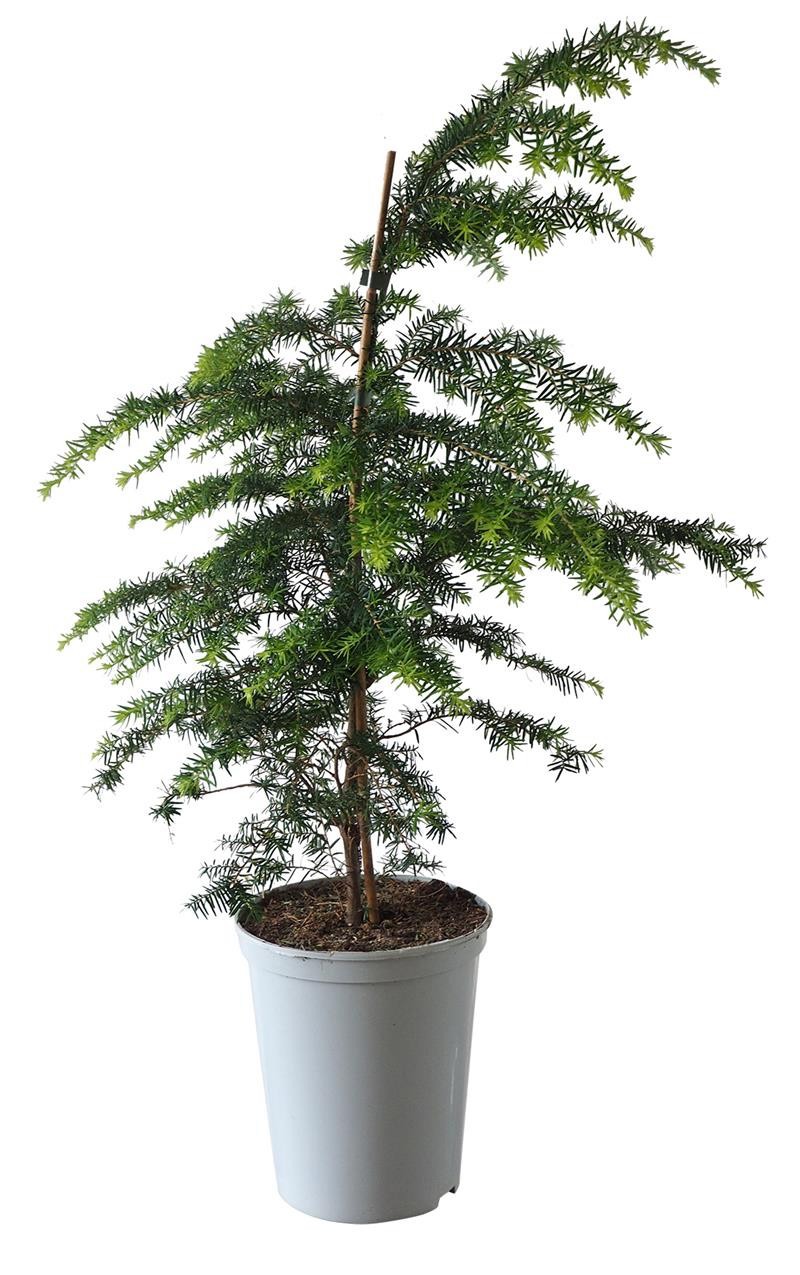 TSUGA HETEROPHYLLA, D 19 cm