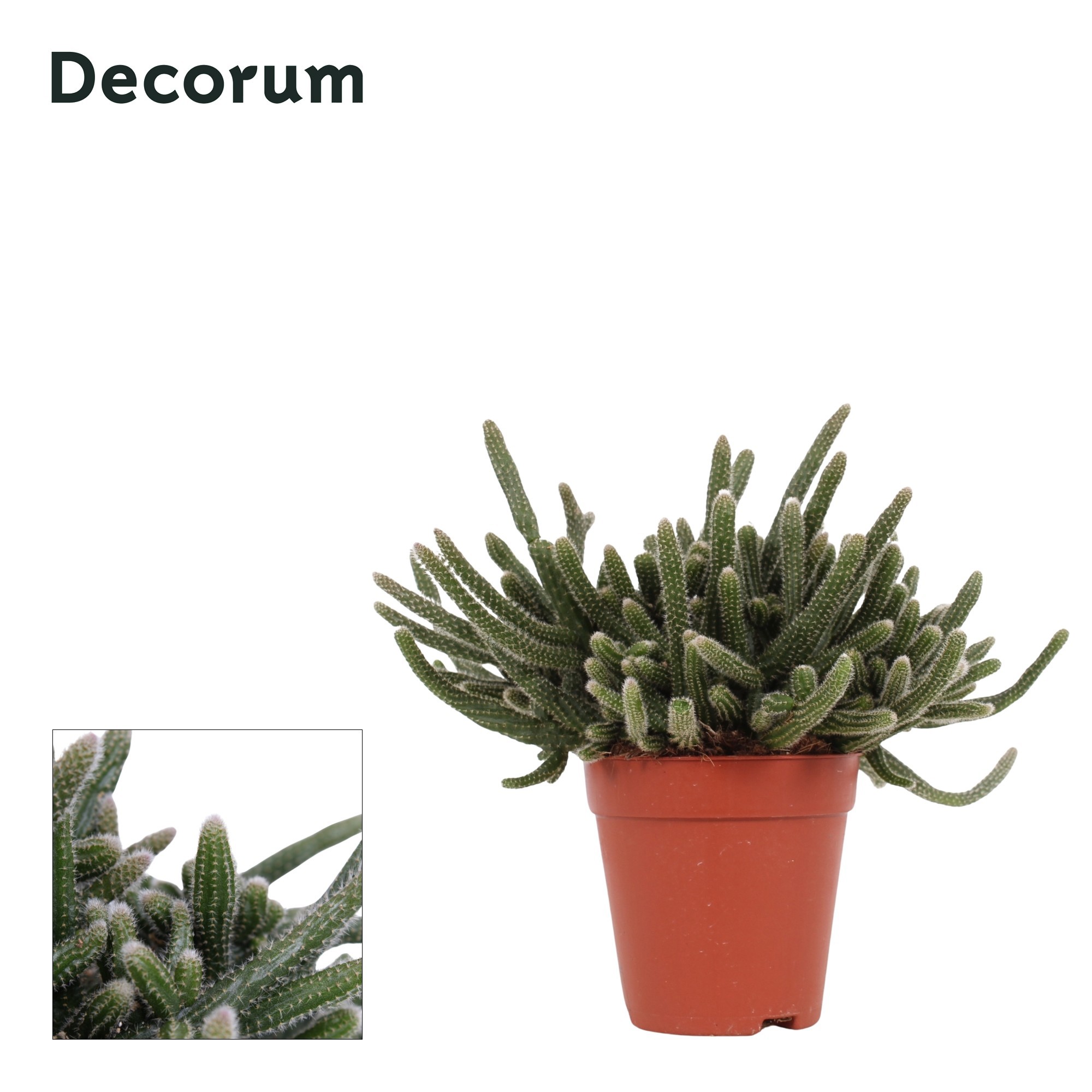 Rhipsalis baccifera Horrida 9 cm Decorum, D 9