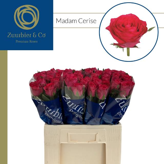 Роза од. Мадам Цериз 60, шт.