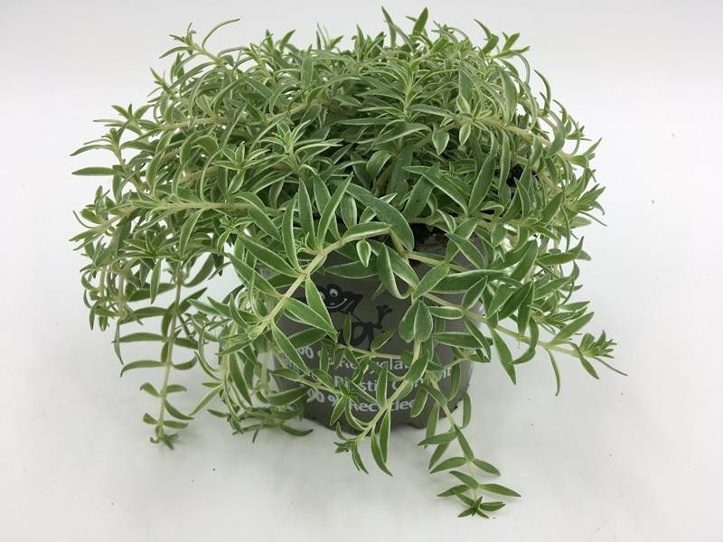 SEDUM LINEARE 'SILVERSTAR', D 11