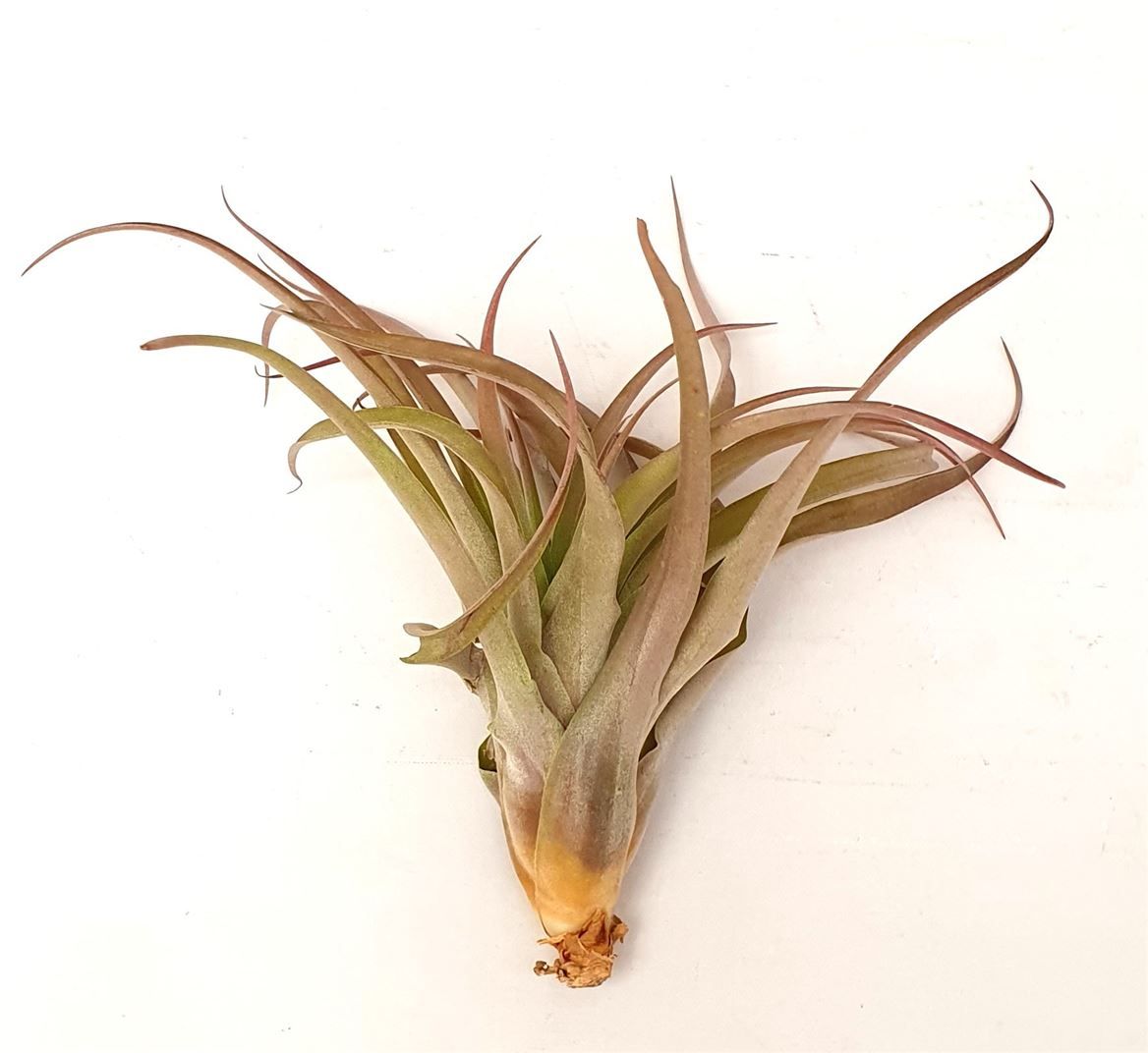 Tillandsia 'Capitata Peach', D 25