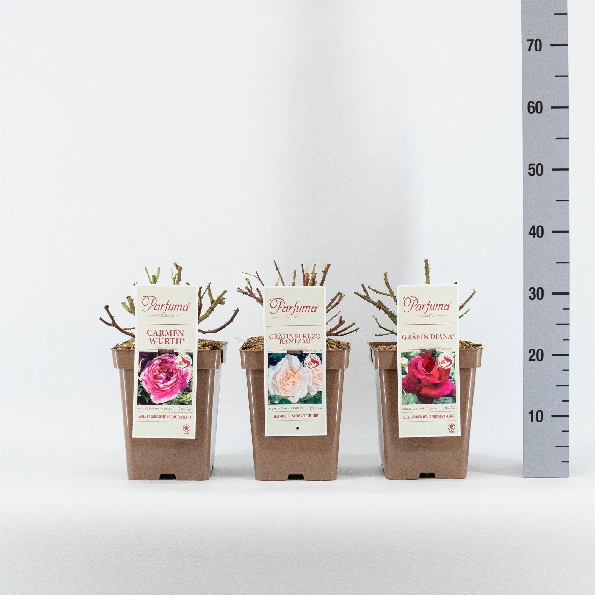 Rosa Parfuma Duftrosen (TH/F) mix, C5, D 23