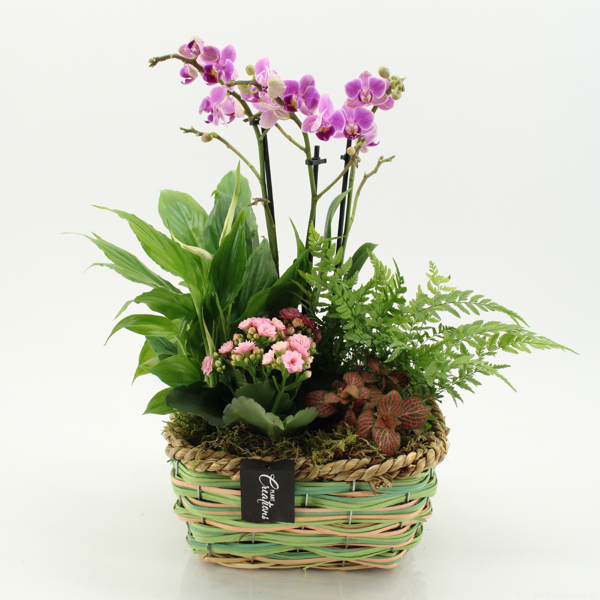 PHAL-2653RZ Phalaenopsis creatie, D 21