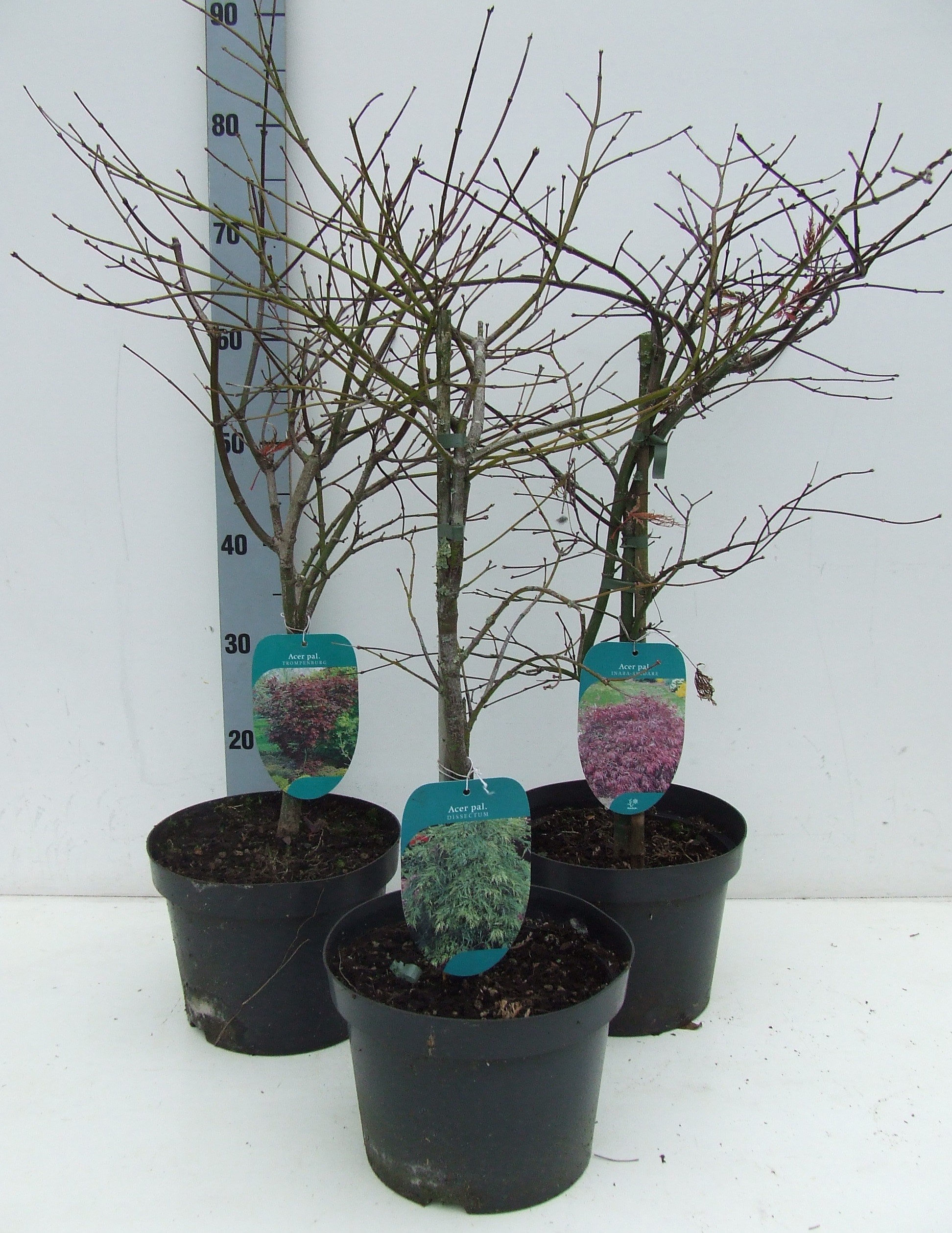 Acer palmatum Dissectum MIX P23 Full CC, D 23