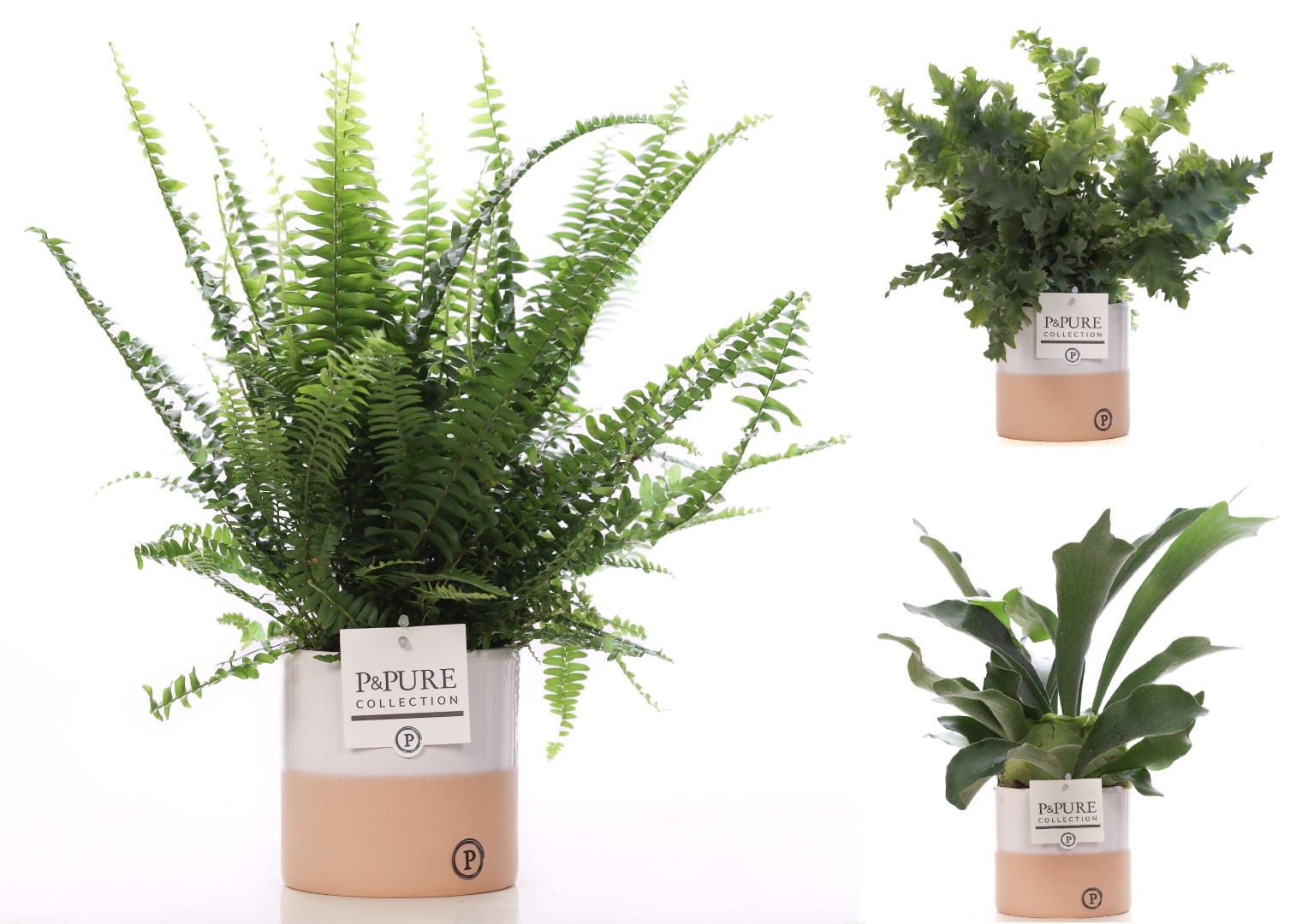 Varens gemengd in P&PURE Rosy ceramics, D 12