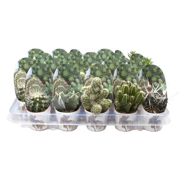 Cactus Mix in LUNDAGER Exclusive potcover, D 6 cm