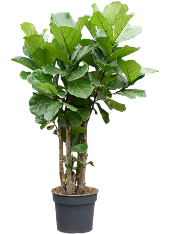Ficus lyrata (140-180), D 38