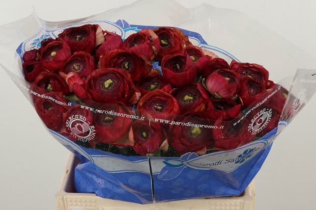 Ранункулус Саксесс Танго 40, шт.