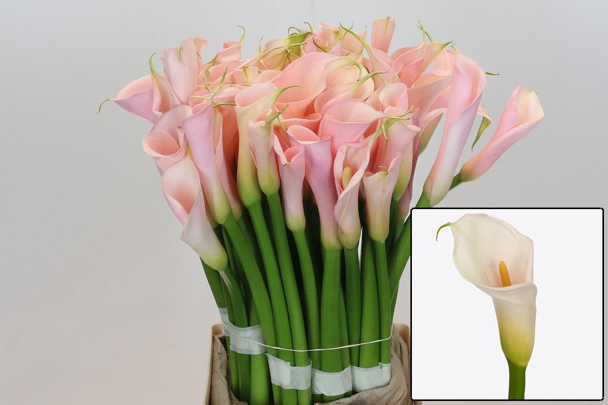 Калла Айдолс Салмон 70, шт.