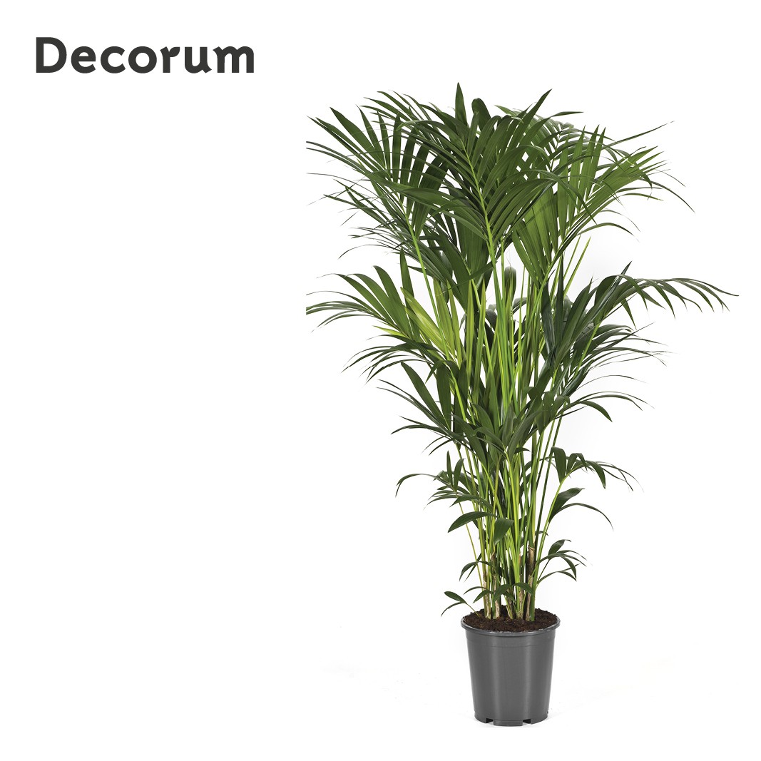 Howea forsteriana 160cm (Kentia) Decorum, D 27