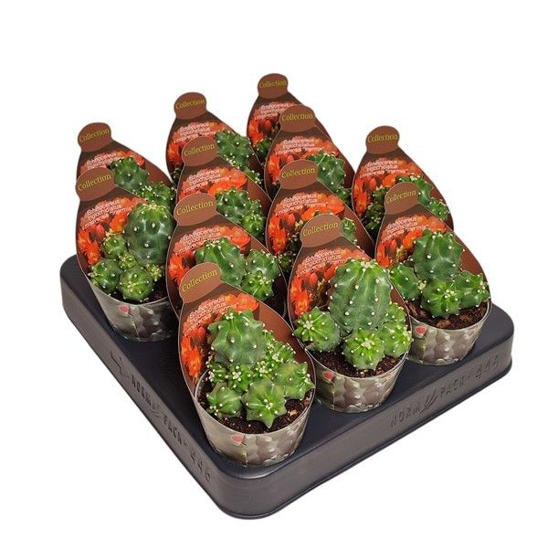 ECHINOCEREUS TRIGLOCHIDIATUS MOJAVENSIS INERMIS - POT Ø 6,5 - COLLECTION WITH POTCOVER (CACTUS), D 6,5