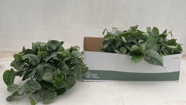 Scindapsus Silvery Ann bush, D 19