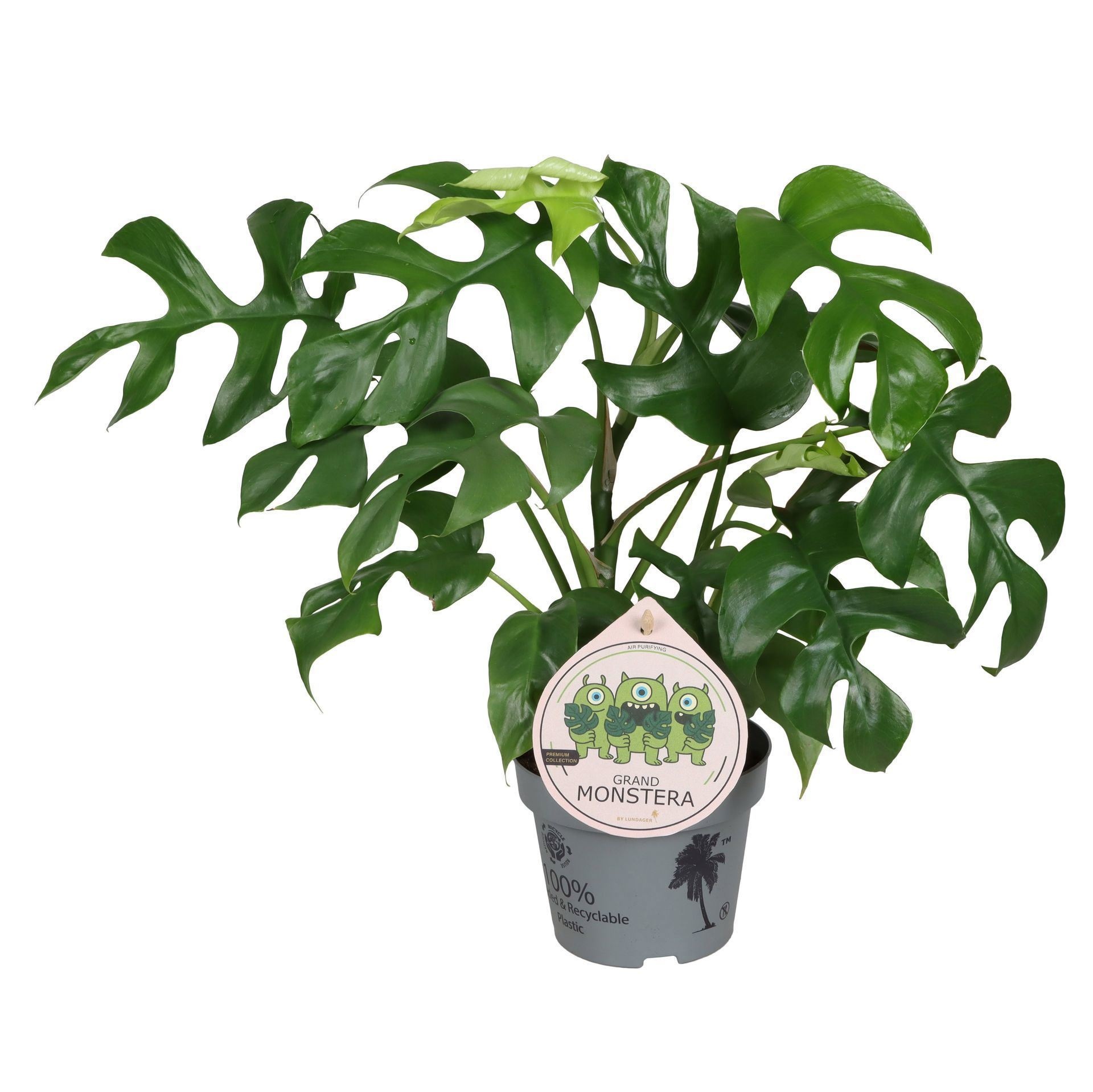 Monstera Minima With Stick 12cm, D 12