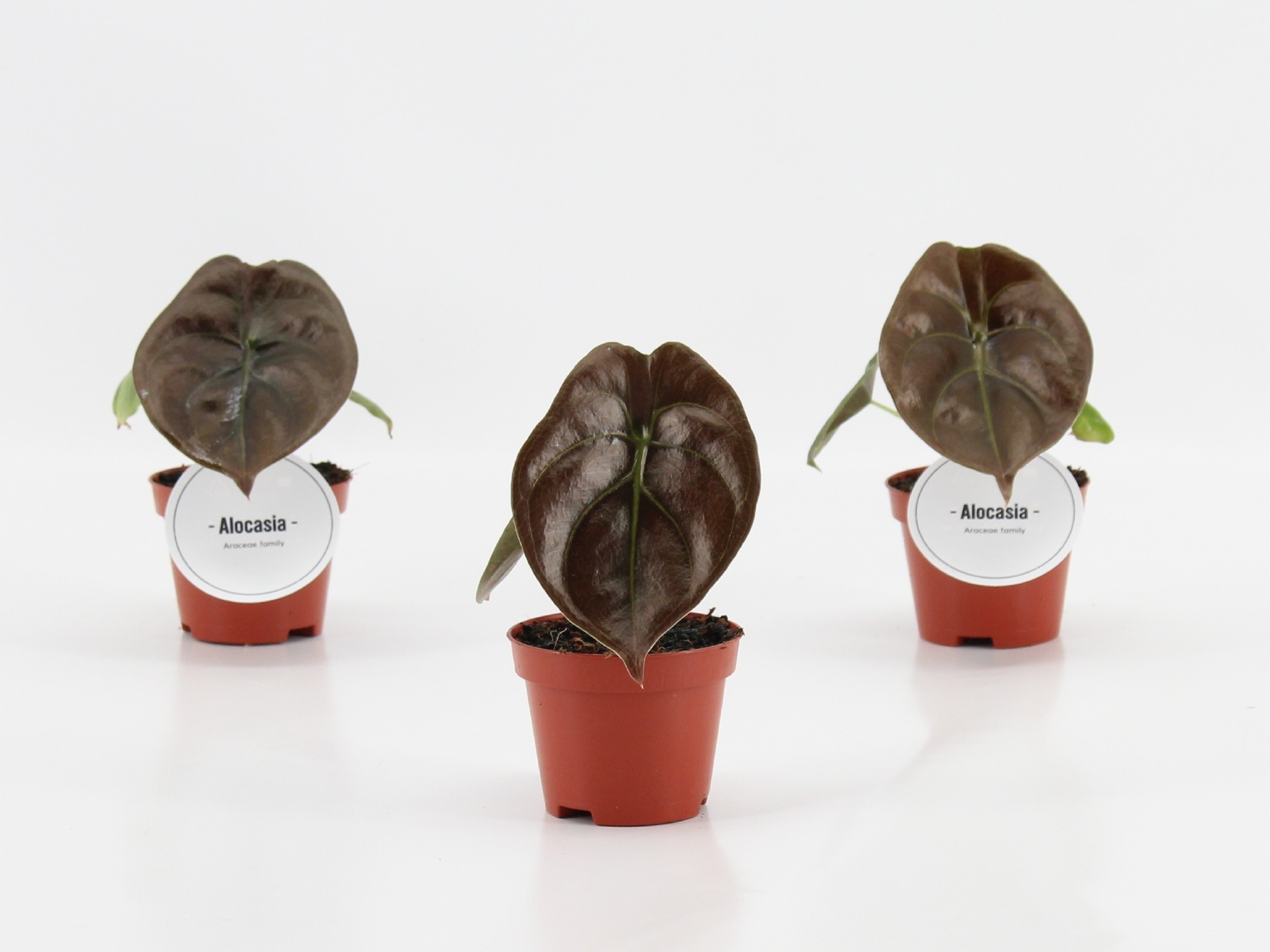 Alocasia Red Secret P6, D 6