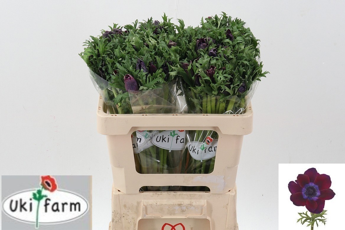 Анемон Галил Бордо 50 (бордо), шт.