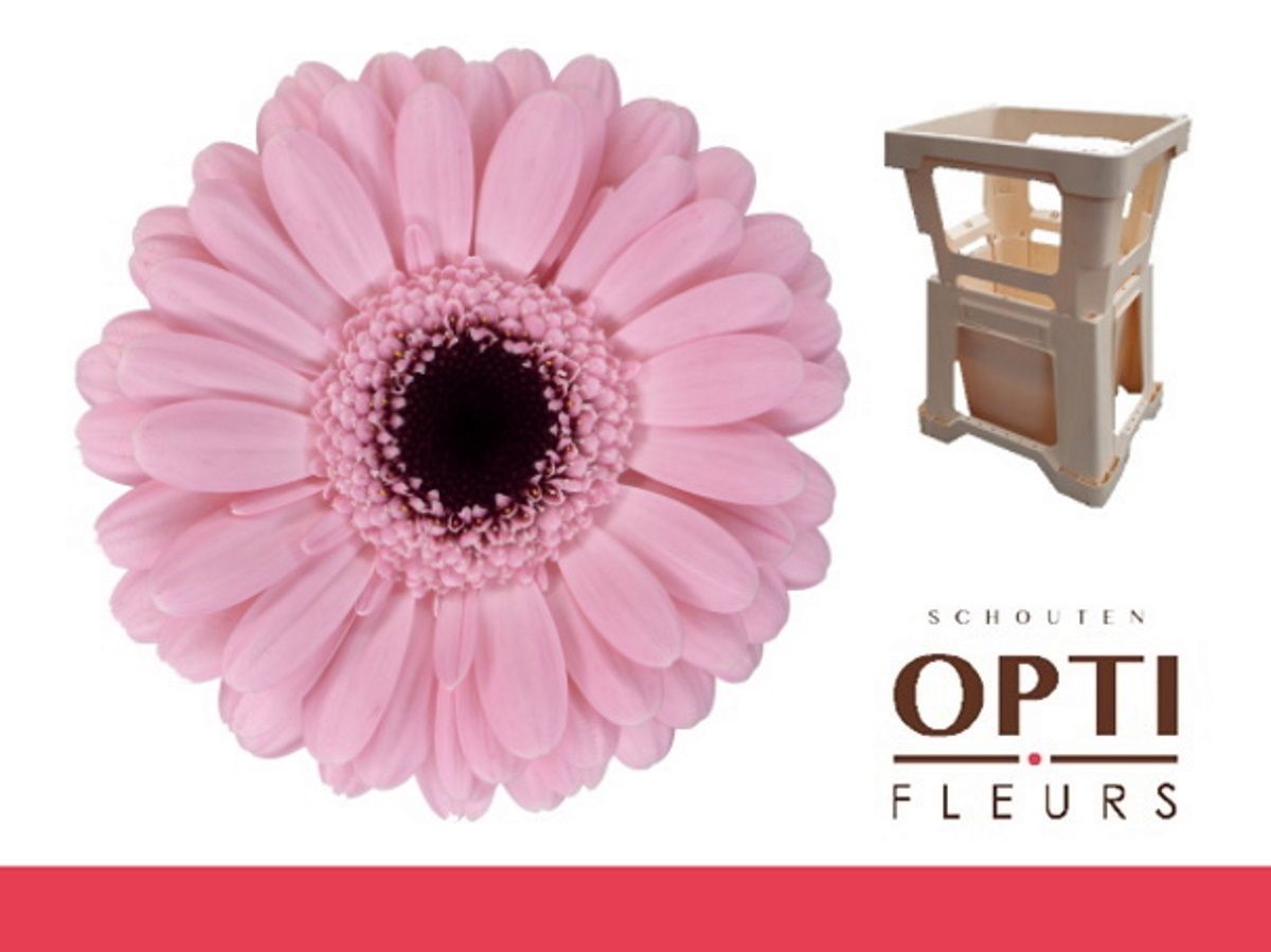 Гермини Смарт, шт.