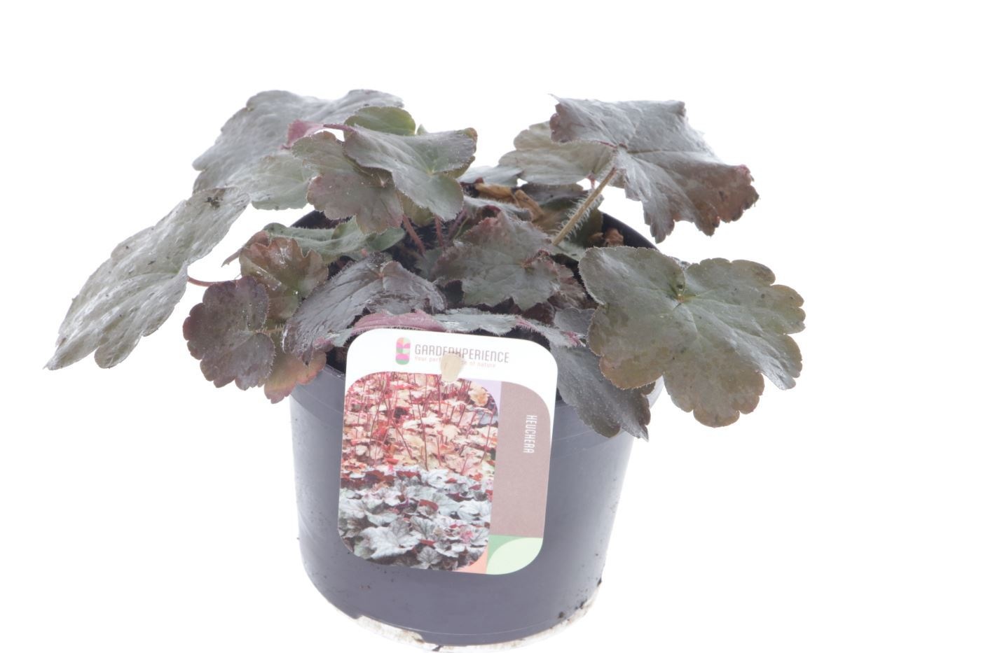Heuchera micr. Palace Purple, D 13