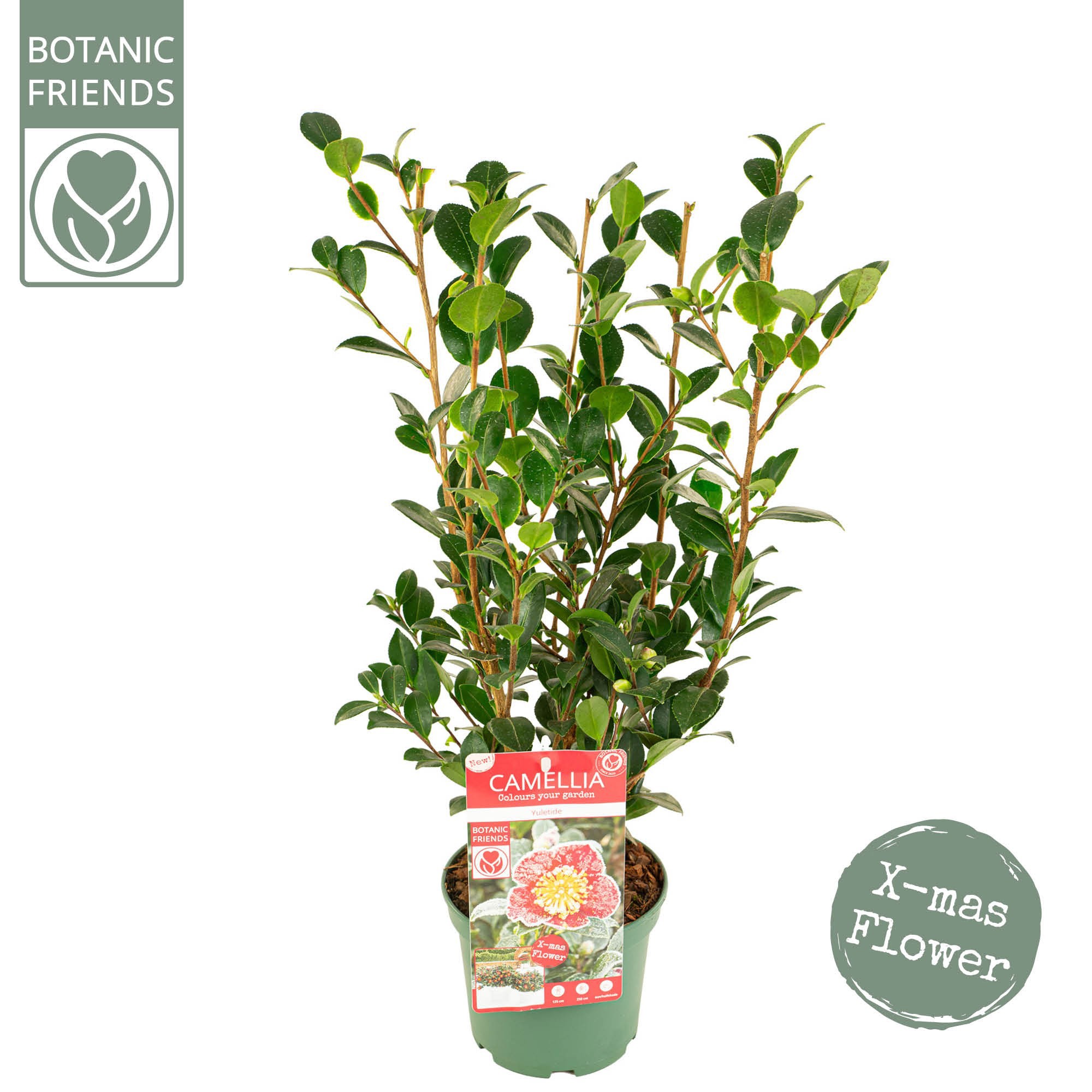 Camellia sas. 'Yuletide' Premium, D 15