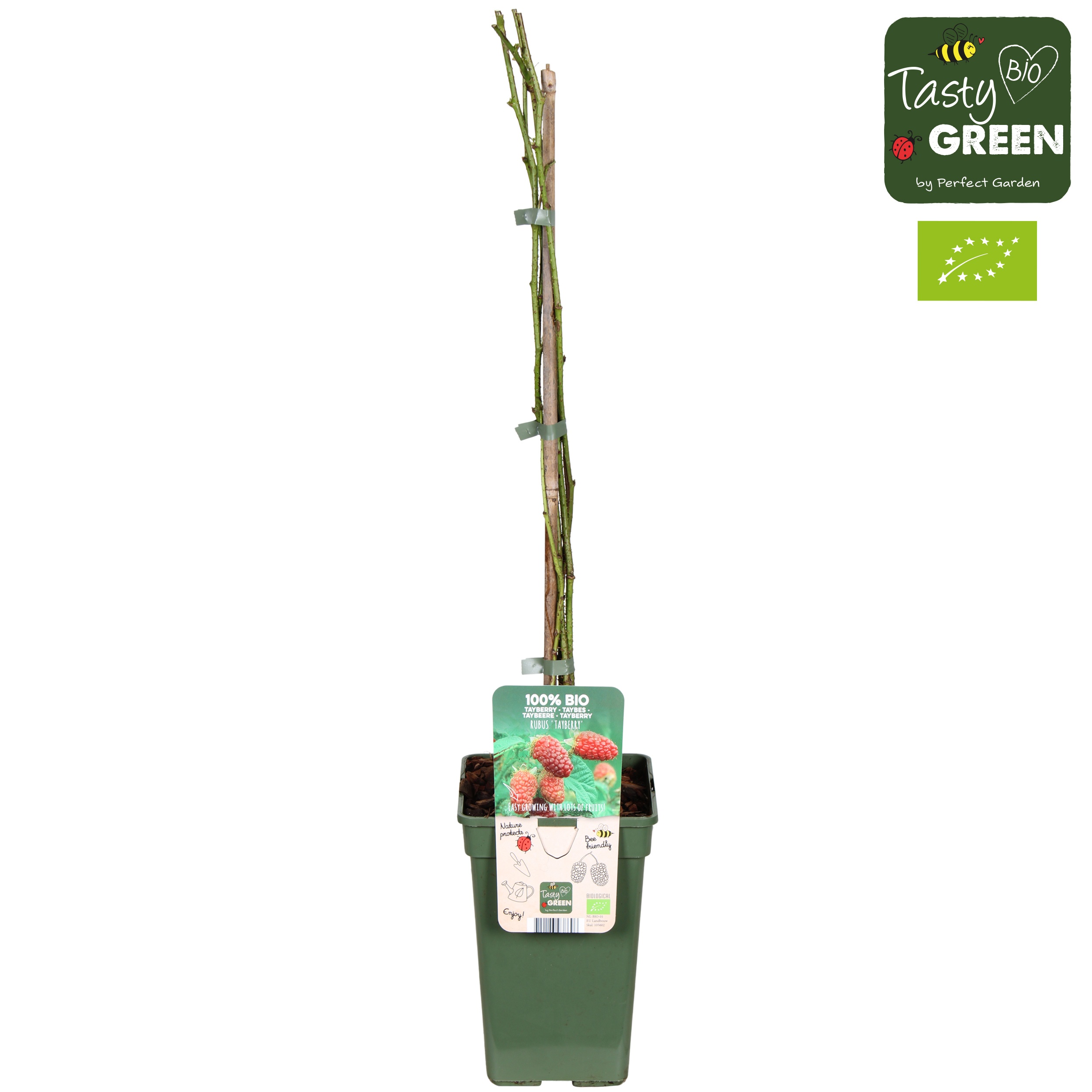 Rubus 'Tayberry' Bio P19, D 19