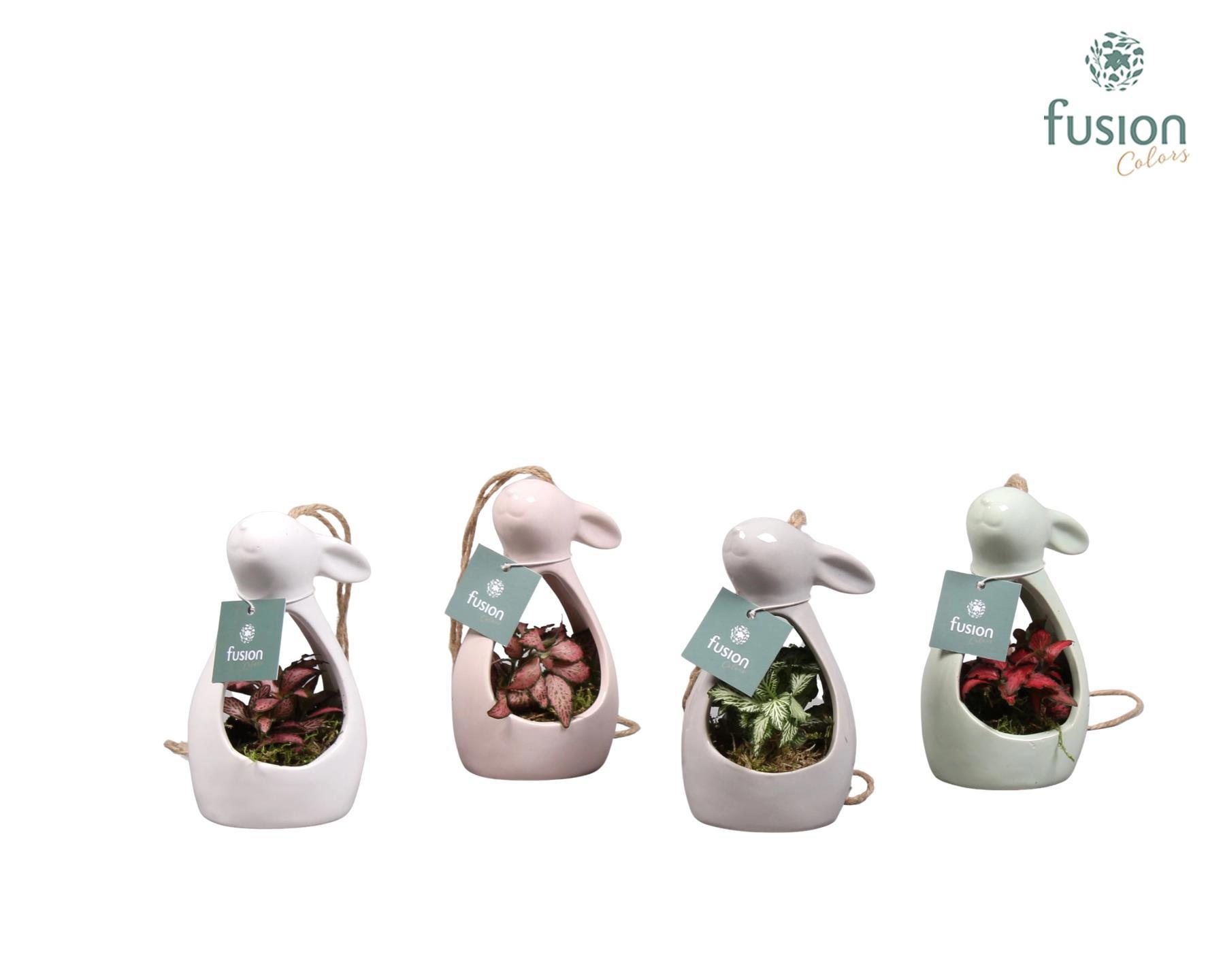 Pasen Haas keramiek 4 kleuren met Fittonia, D 9