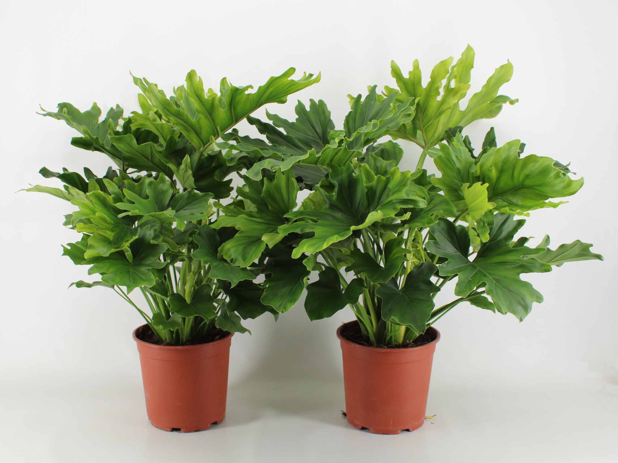 Philodendron Hope P21, D 21