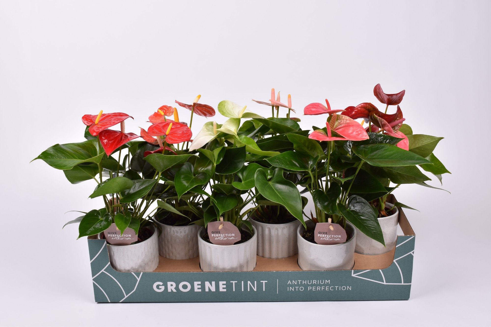 Anthurium gemengd 9 cm in Becca keramiek, D 10