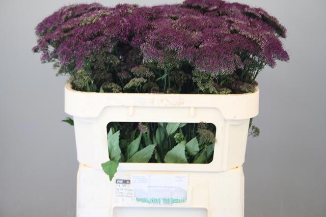 Трахелиум Перпл Лэйк Мичиган 70, шт.