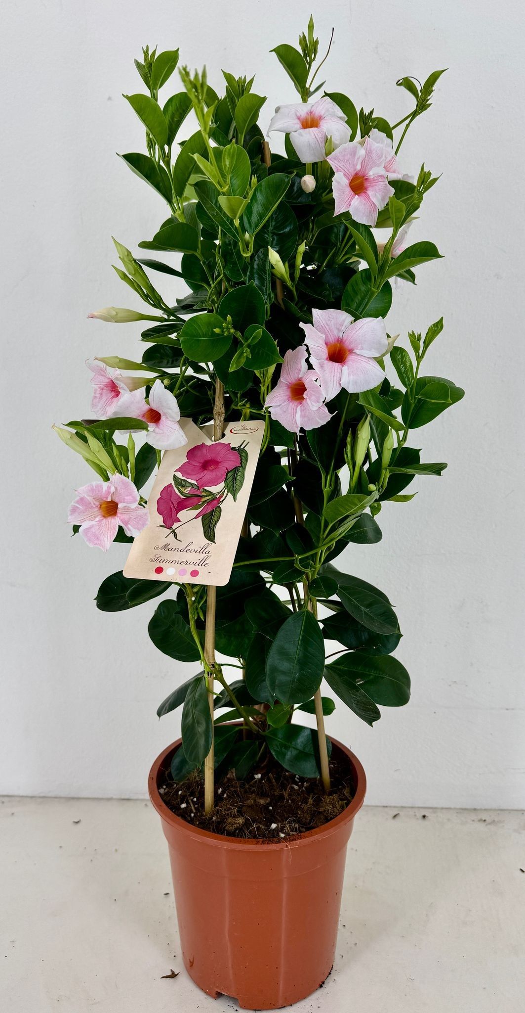 p19 Sundaville Early Cream Pink piramide, D 19