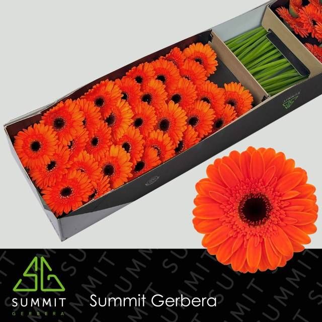 Гермини Нэмо x60, шт. Гермини Нэмо x60, шт.