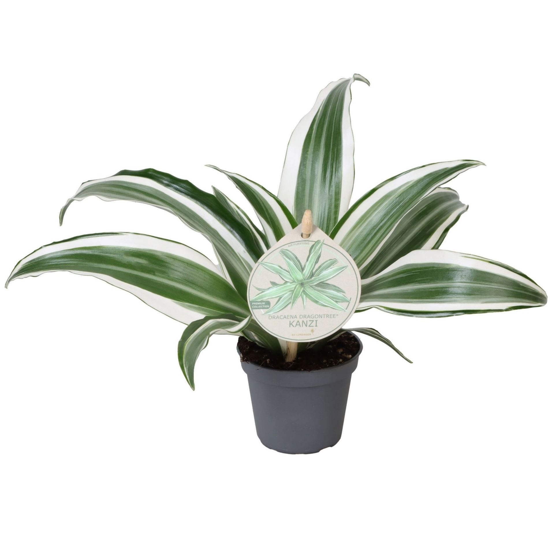 Dracaena Dragontree� Kanzi W. Label 6 cm, D 6