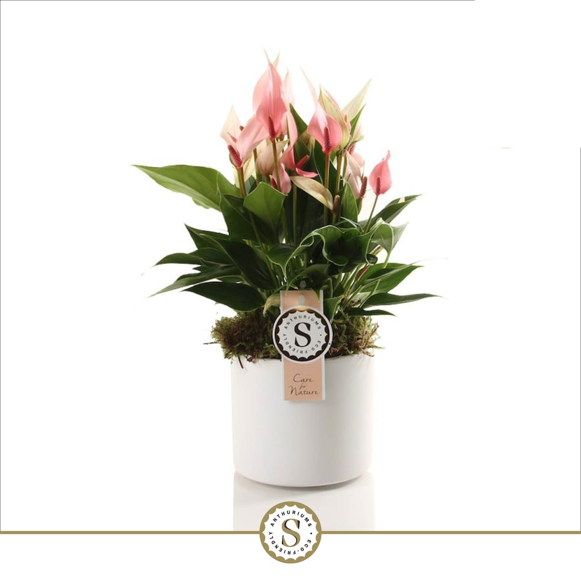 Bari Keramiek White - Lilli 12cm, D 12