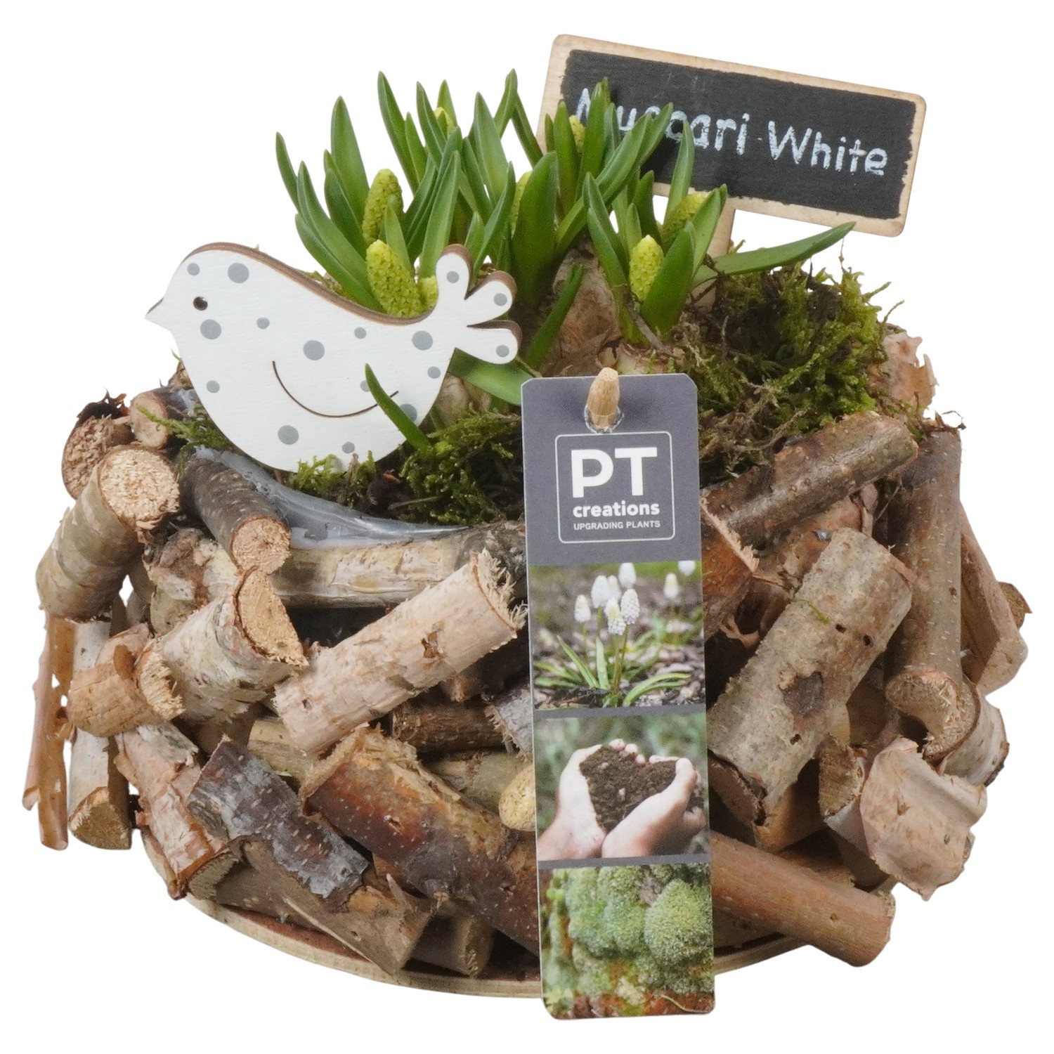 PTWMB8146 Arrangement Muscari White in houten pot, D 20