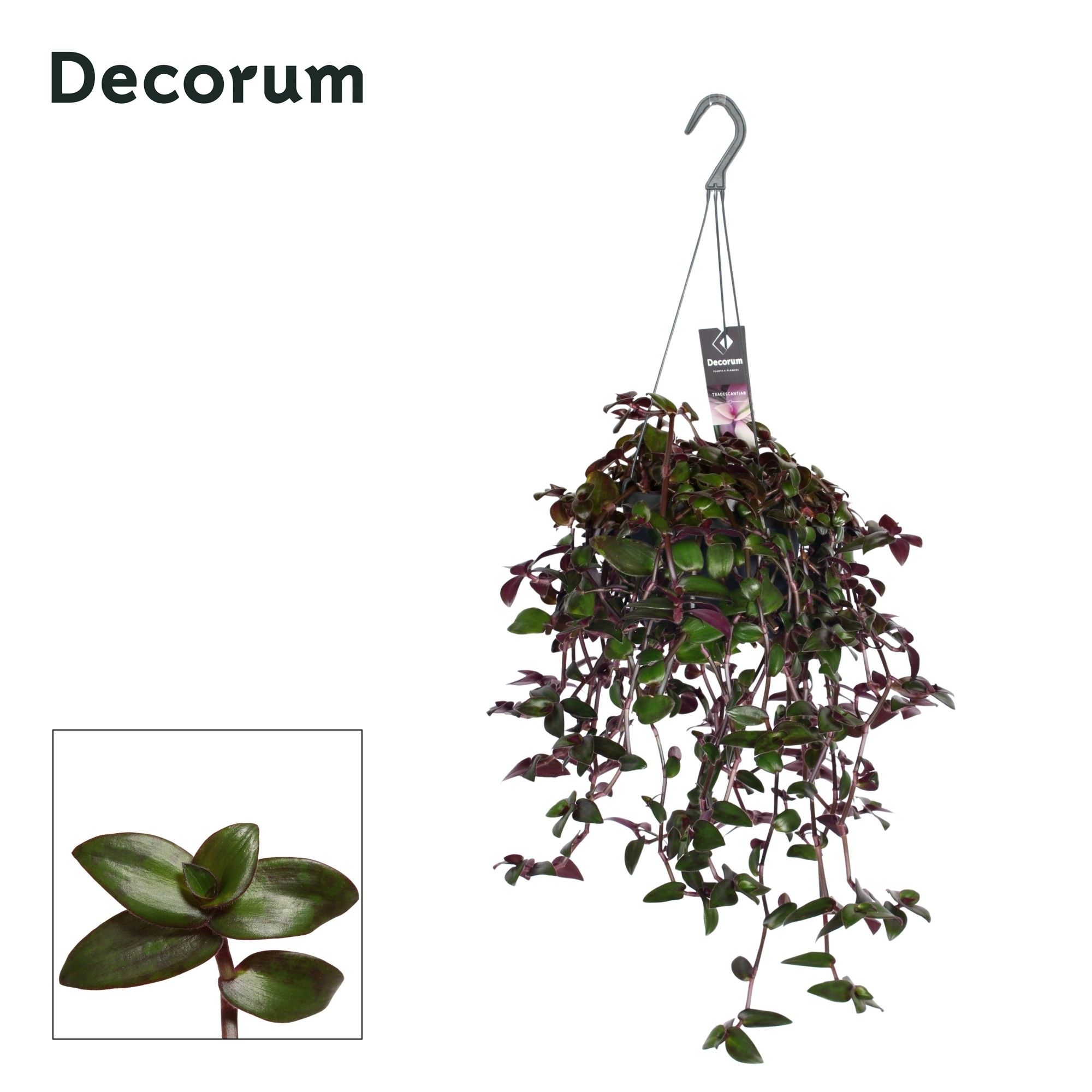 Tradescantia Velvet Hill, D 17 cm